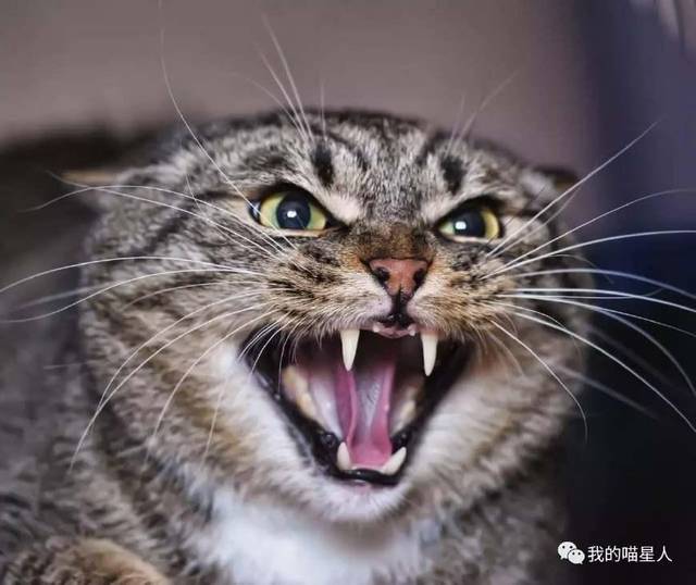 猫咪生气的时候都有什么表现?