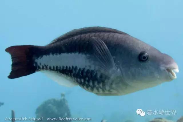 queen parrotfish terminal phase