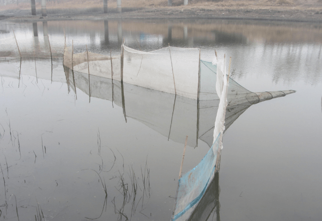 如图所示,这在农村俗称"竹排",其实就是捕鱼的"迷魂阵",只要鱼儿游入