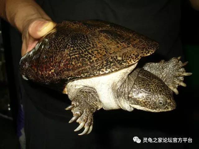 棱背侧颈龟 pelusios carinatus