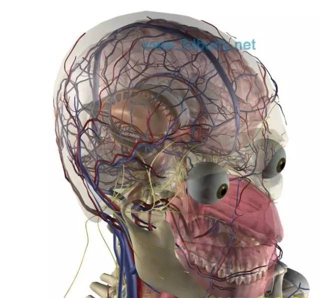 人体头部三维解剖图.