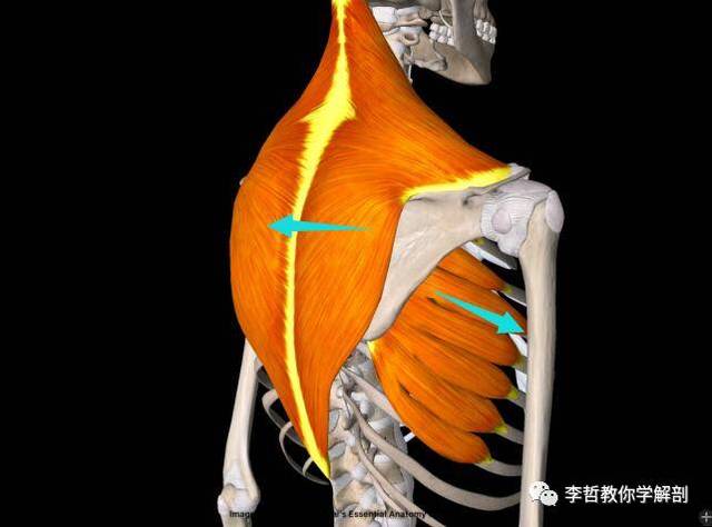 前锯肌与斜方肌共同作用来稳定.