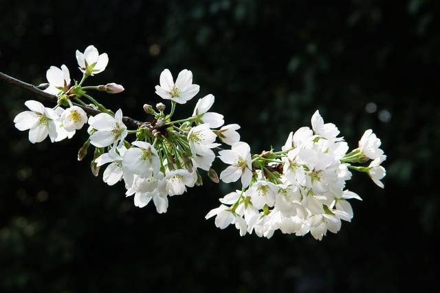 赏花宝典 | 教你如何分辨桃花杏花李花梨花