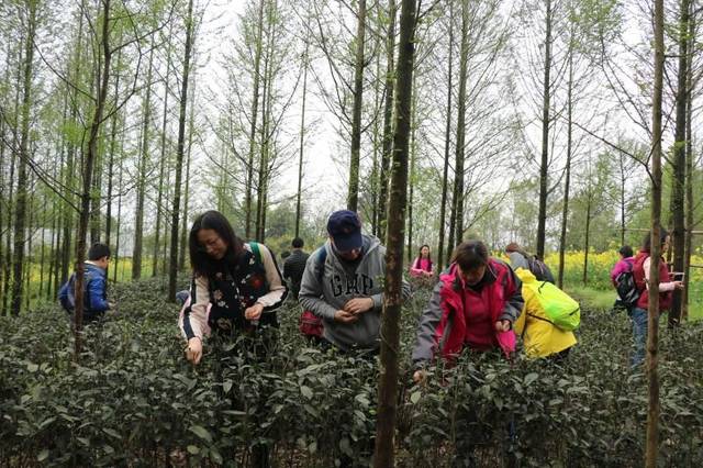 科普活动|厚德福花溪农场大自然探究科普基地举办"清明采茶节"自然