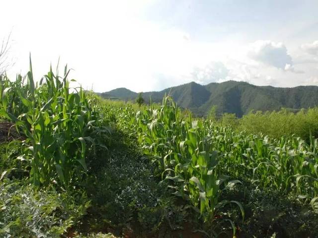 以后或许用的到:一,间作套种好处多间作套种也可称为立体农业,是指在