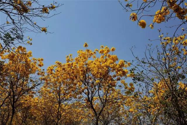 黄花风铃木