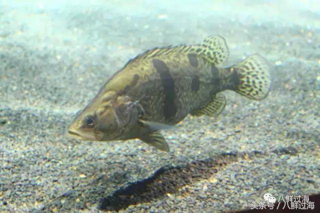 堪称"淡水石斑鱼"的鳜鱼:臭桂鱼,松鼠鱼都是它
