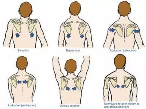 △ 仔细观察一下会发现:肩带只有肩锁关节(肩胛骨与锁骨连接)和胸锁