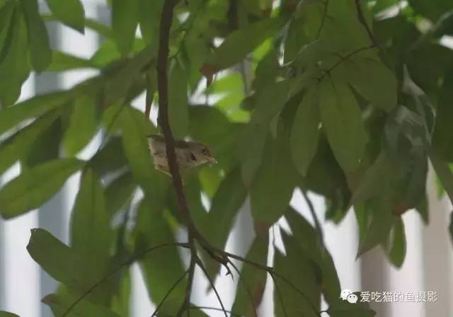 喂完虫子后,母鸟在树上依然警惕,只要有人接近小雏鸟,母鸟就会发出