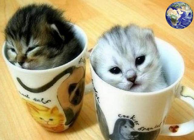 不过茶杯猫虽然很萌,但是它们的寿命却很短.