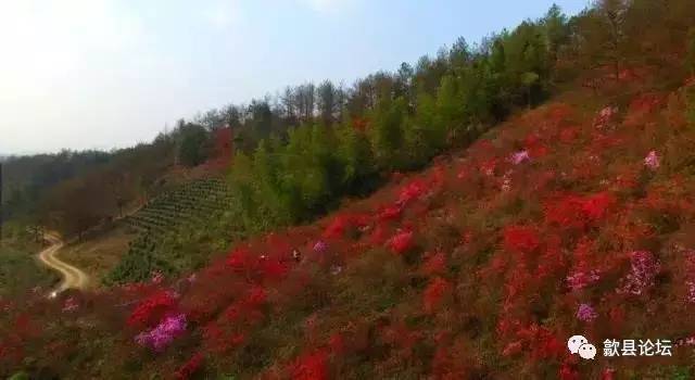 在歙县桂林镇紫金山的千亩野生杜鹃时下开的正艳,漫山遍野,很是壮观.