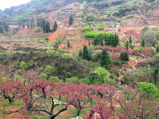 河源连平梦幻桃花源:桃花朵朵开