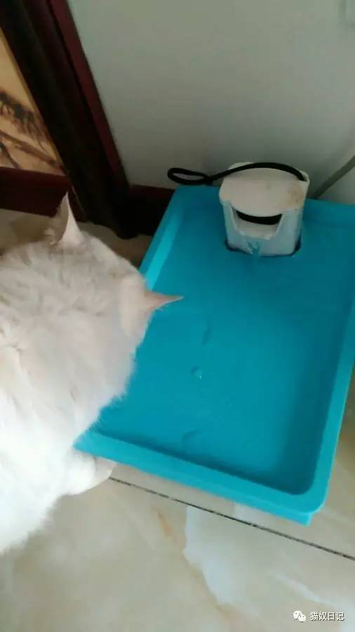 【diy】自制猫咪饮水器