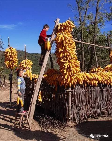 "就是将玉米棒上的玉米粒剥下来,准备磨面.