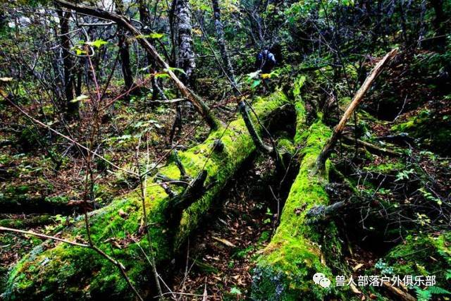 重装无人区原始森林穿越,徒步神农架,赏杜鹃花海[五一虐线]