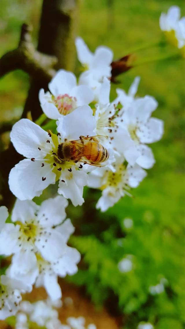 安安静静赏梨花,那就去盘县保田吧