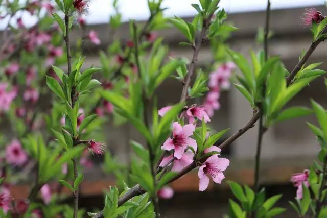 收尽春光,桃花红,李花白,菜花黄