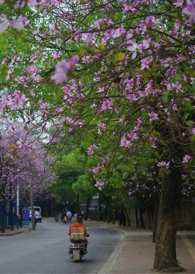 紫荆花一夜怒开!大柳州又要火了!高清无码大图,赶紧刷屏吧