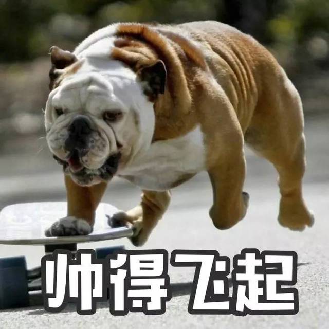 恶犬变成表情包!搞事情!_手机搜狐网