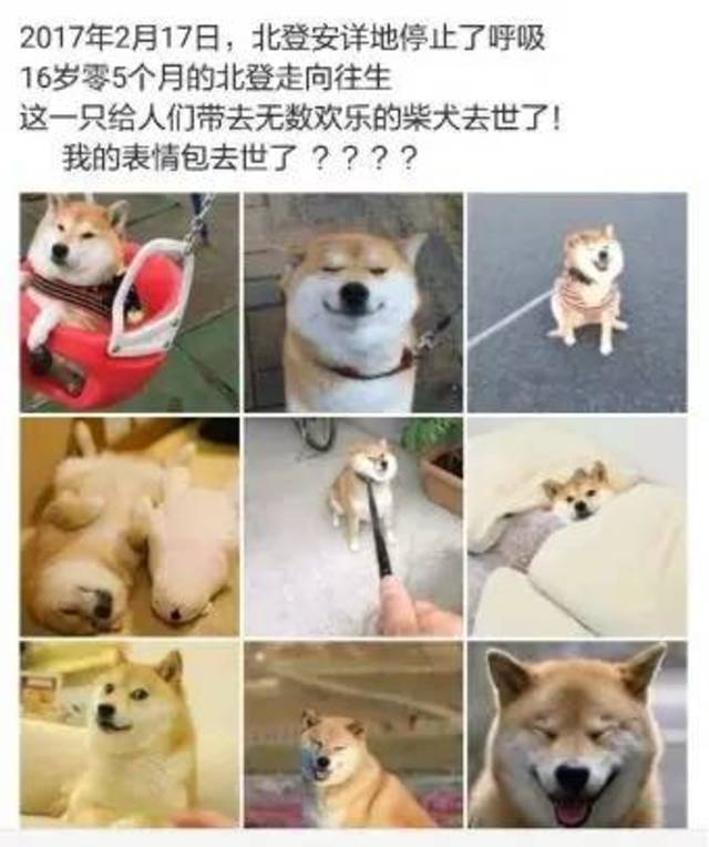 完全演变为悼念"柴犬表情包"的去世了,甚至标题上也没有了名字北登