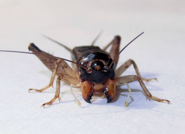 香老之玩虫正道:见证蟋蟀顶级硬牙
