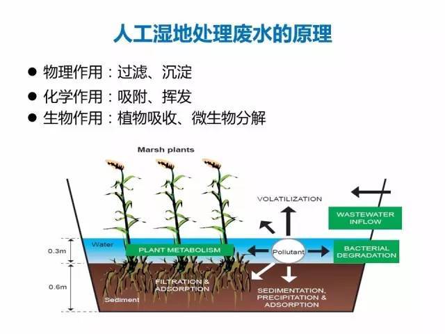 人工湿地技术,补充你的知识库!