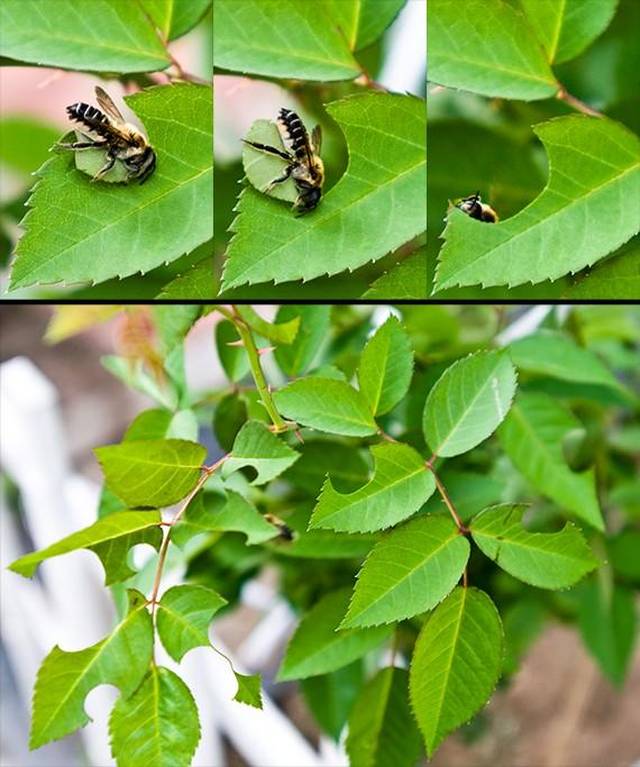 下图是茎蜂幼虫. 早春好的花友在从花市买了满是花苞的栀子