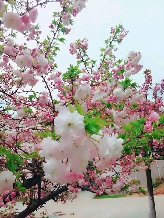 樱 花  是爱情与希望的象征