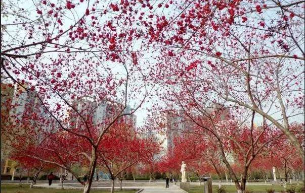 还有暗香涌动的丁香 除了去科技大学赏樱花 小编再给大家推荐一些