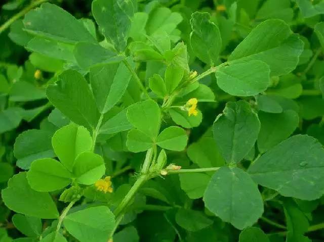 活动| 野菜体验日:春曙为最,八样至鲜(4月15日)