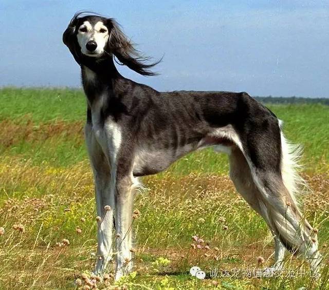 品种名称:萨路基猎犬 英文名称:saluki 体型分类:大型 犬种分类:群