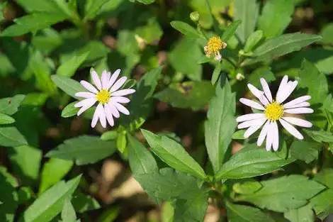 活动| 野菜体验日:春曙为最,八样至鲜(4月15日)