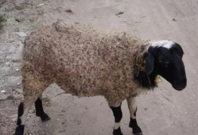 养羊驱虫技术:羊体外寄生虫的防治