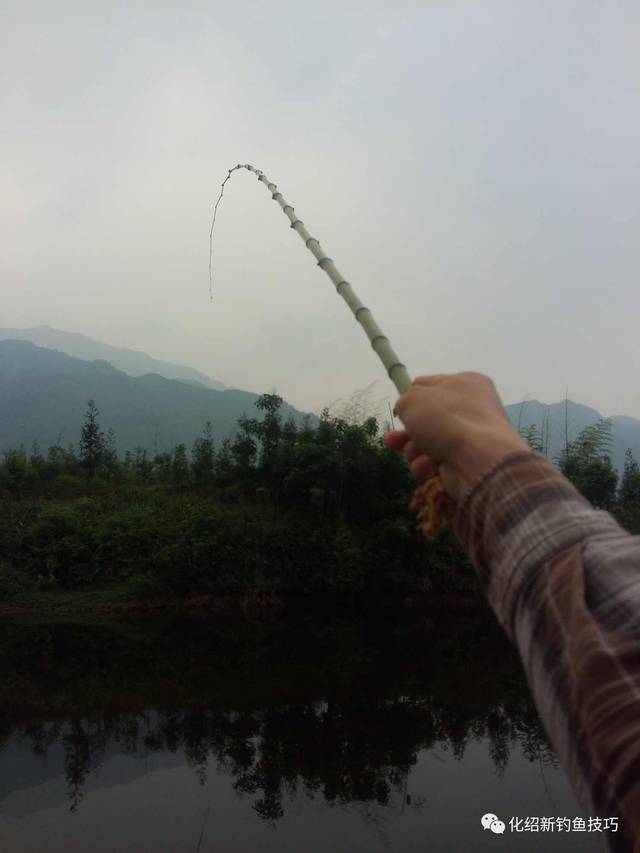 水库边挖根竹子当鱼竿,小爽一把