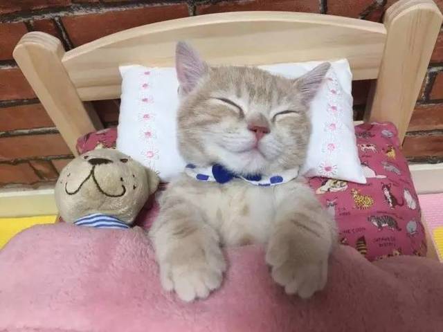 睡在自己床上的小猫,实在太萌了