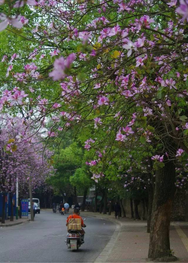 城趣丨"羊蹄甲"是什么鬼?为什么它又让全国瞩目广西