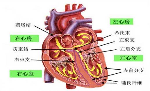 心脏传导系统图