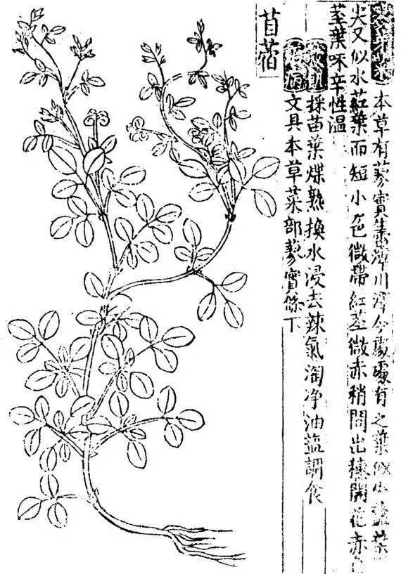 《救荒本草》中的苜蓿,南京本地称苜蓿头,后讹称"母鸡头,味辛性温,位