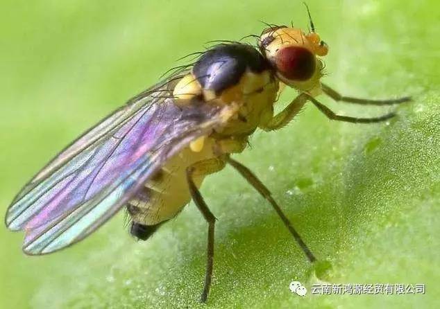 很多人对它可谓是印象深刻,它就是—斑潜蝇" 斑潜蝇,双翅目潜蝇科害虫