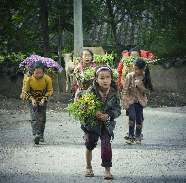 村里的小姑娘们放学回家就一起去割草喂羊.