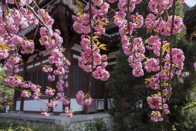 1986年,西安青龙寺从日本引进千余株樱花树,植于寺院.