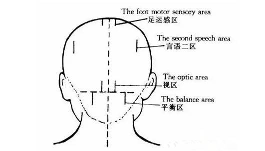 5厘米处的枕外粗隆水平线上,向下引平行于前后正中线的4厘米长直线.