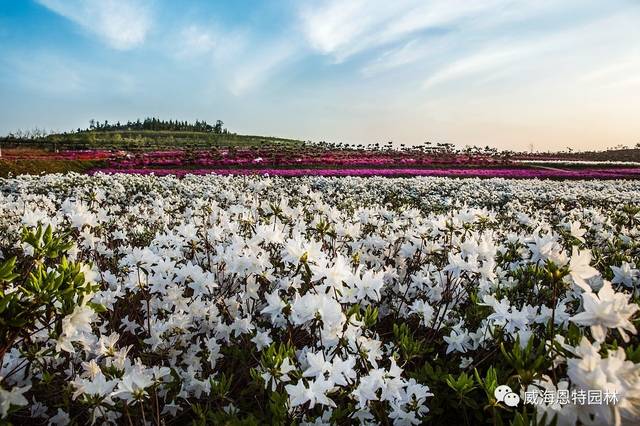 【游玩】人间四月芳菲尽,威海杜鹃始盛开!2017恩特第