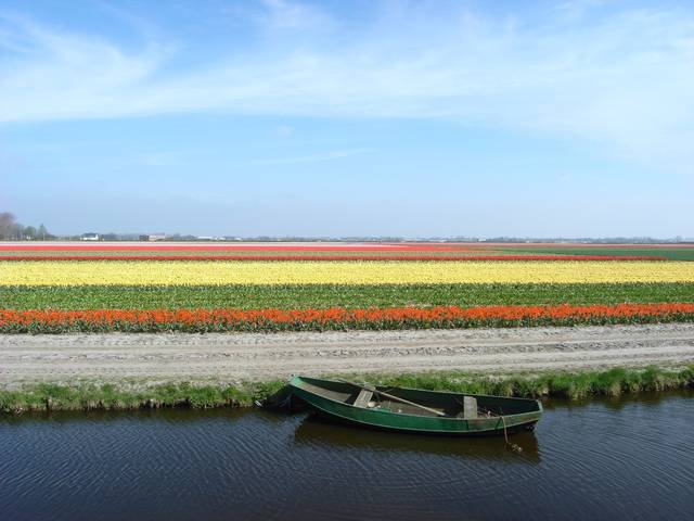 东方的海上花田,太美了!