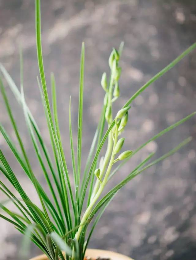 芝兰生于深林,不以无人不芳;君子修道立德,不为贫困而改节