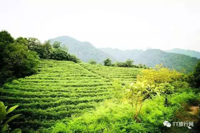 春日洗肺一整天,青城道茶观光园踏青采春茶