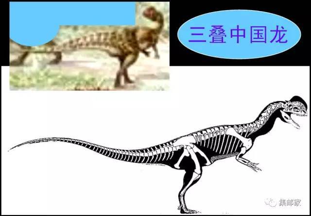 邮票边饰3:中国龙 中文名称:三叠中国龙 生存年代:侏罗纪早期 化石