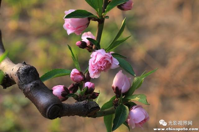 北国之春~龙江赏花摄影月历丨再遇桃花