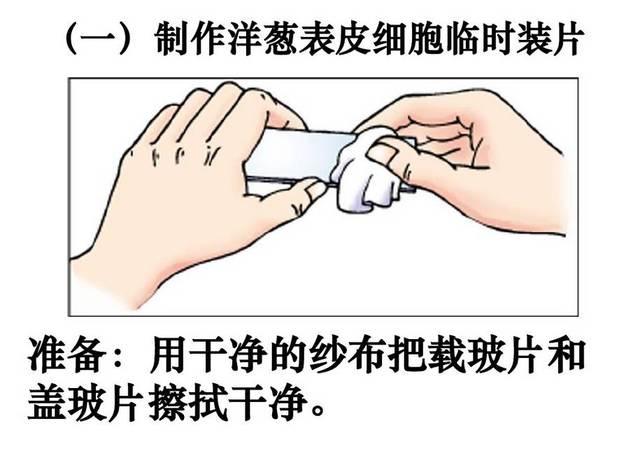 初中生物 显微镜使用须知及制作洋葱表皮装片的步骤(点单)