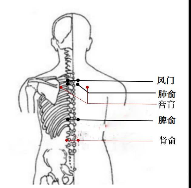 风门:位于背部,当第2胸椎棘突下,旁开1.